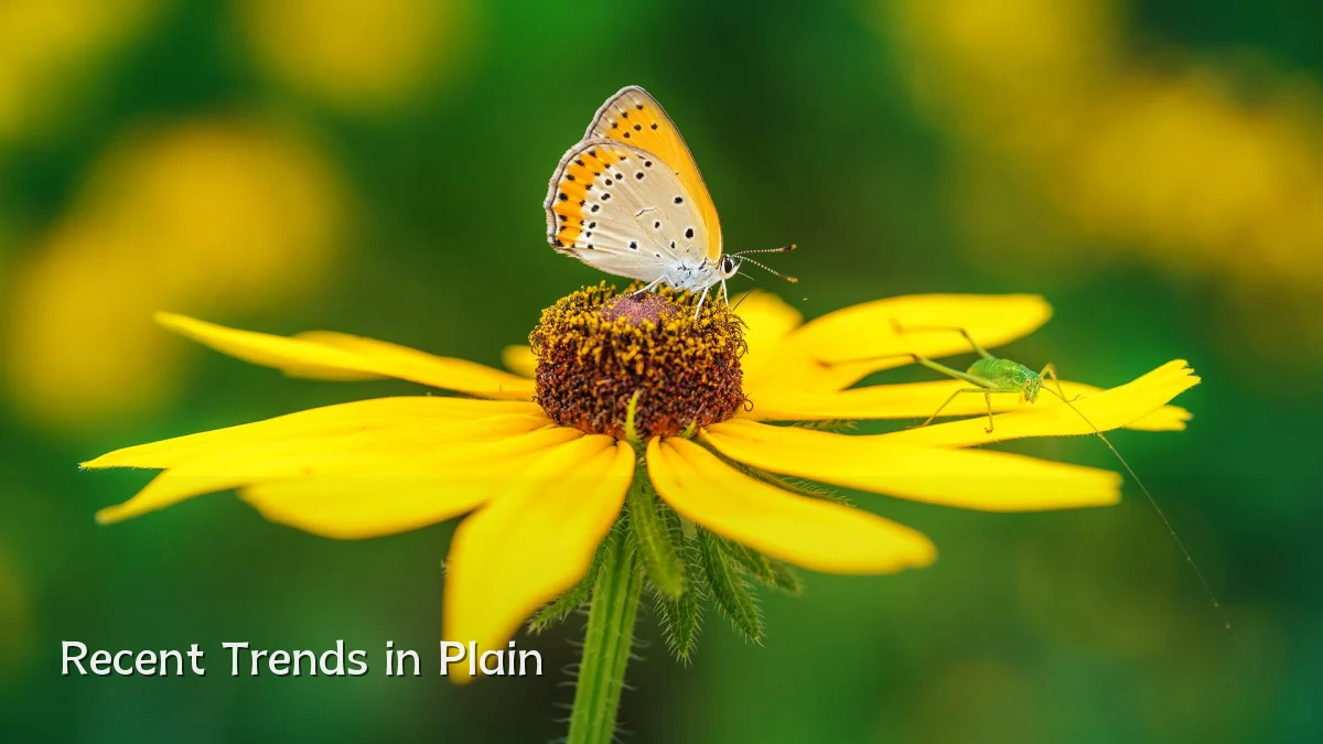 Recent Trends in Plain